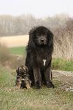 DOGUE DU TIBET 385